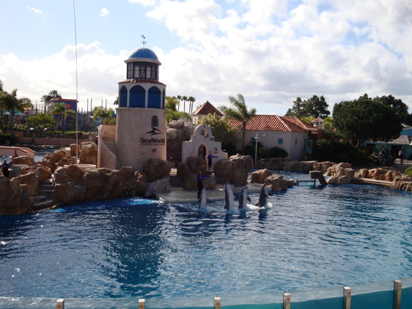 Dolphins show