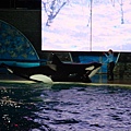 Shamu show for Christmas celebration-1