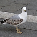 Gull