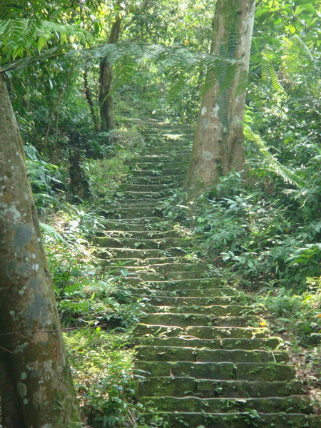 賞桐步道2.JPG