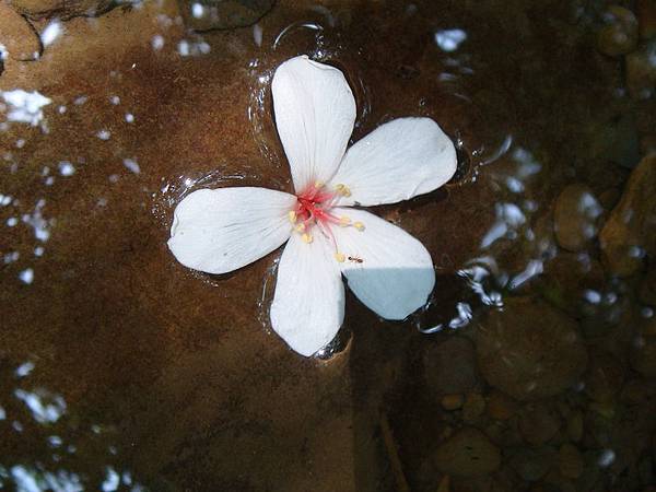 桐花是整朵飄落的喔!.JPG