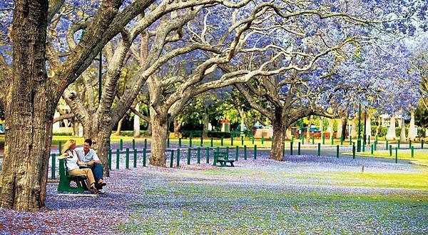 new-farm-jacarandas.jpg