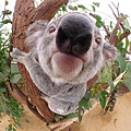koala_big_nose.jpg