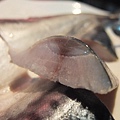 DSCF7531.jpg