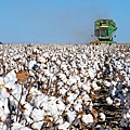 cottonharvest