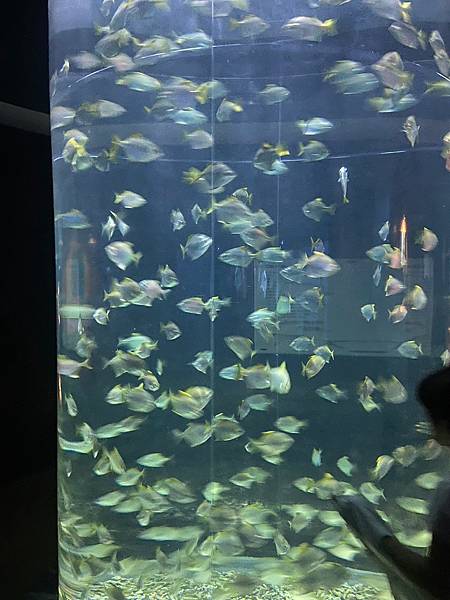 國立海洋生物博物館 (67).jpg