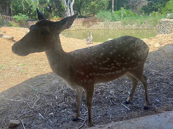 新竹動物園 (15).jpg