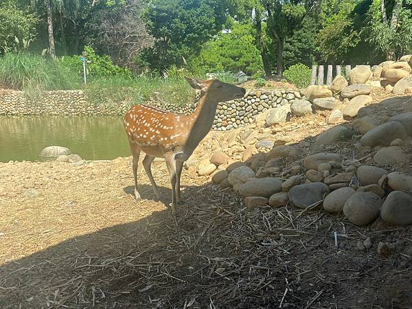 新竹動物園 (16).jpg