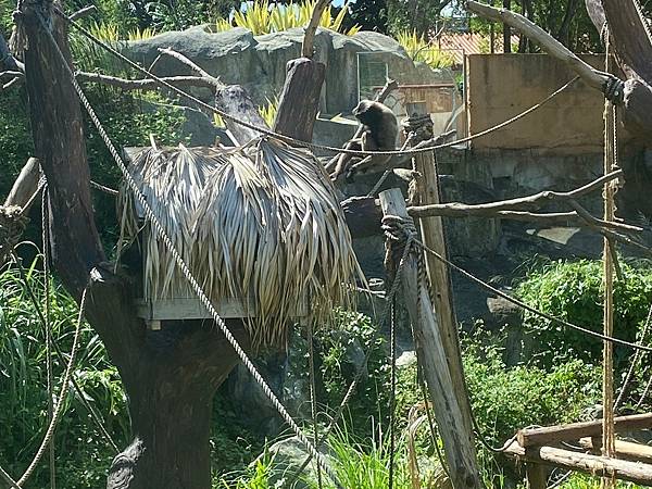 新竹動物園 (27).jpg