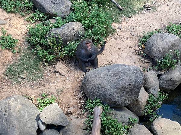 新竹動物園 (29).jpg