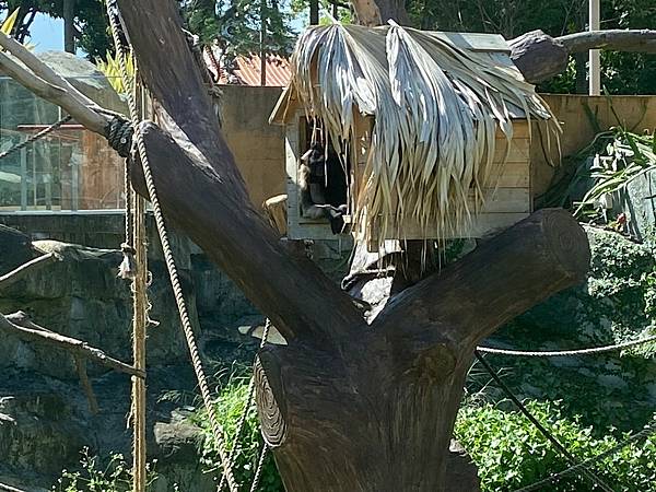 新竹動物園 (28).jpg