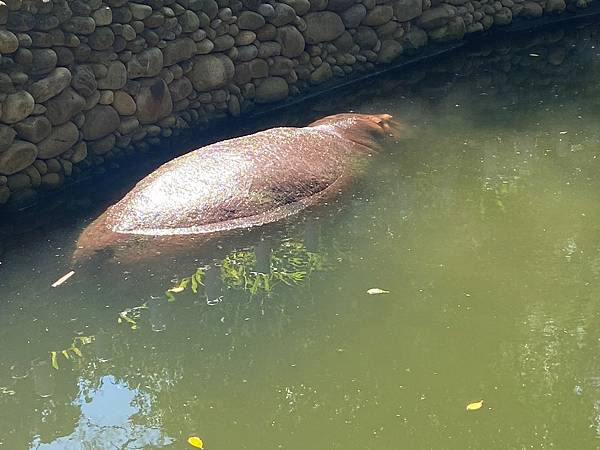 新竹動物園 (35).jpg