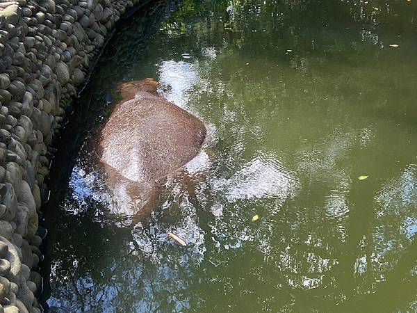 新竹動物園 (36).jpg