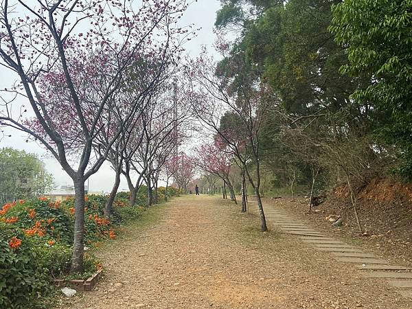 銅鑼炮仗花海公園 (11).jpg