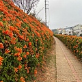 銅鑼炮仗花海公園 (15).jpg