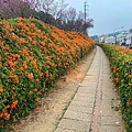 銅鑼炮仗花海公園 (14).jpg