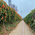 銅鑼炮仗花海公園 (12).jpg