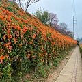 銅鑼炮仗花海公園 (13).jpg