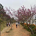 銅鑼炮仗花海公園 (18).jpg