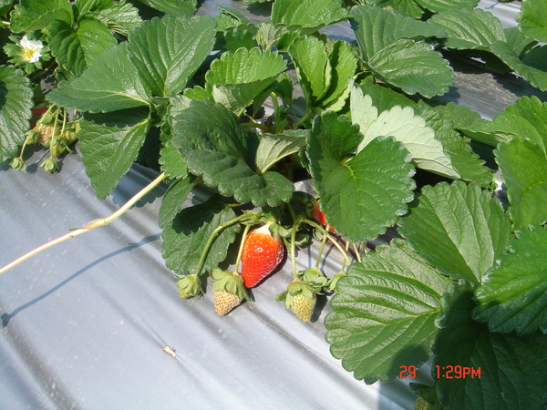 好漂亮的草莓喔!!