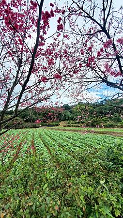 新北三芝 三生步道：櫻花開/ 層次感豐富的平坦步道