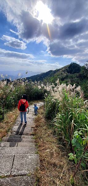 新北平溪 五分山步道：賞芒花/ 親子健行步道/ 100分的美