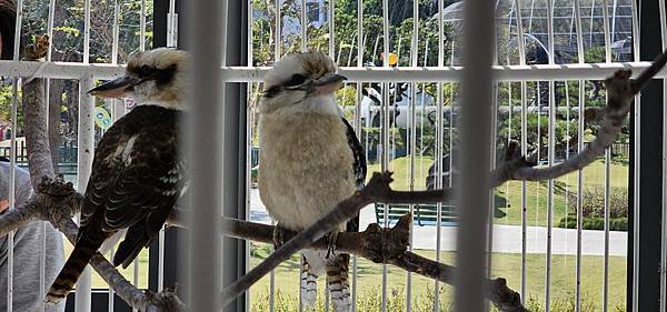 南投霧峰 九九峰動物樂園：名副其實的動物樂園/ 近距離觀賞鳥