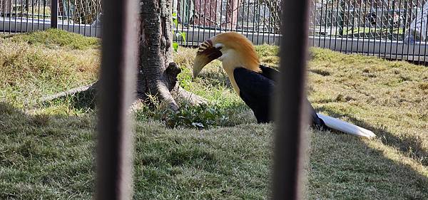 南投霧峰 九九峰動物樂園：名副其實的動物樂園/ 近距離觀賞鳥