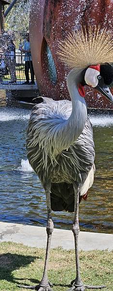 南投霧峰 九九峰動物樂園：名副其實的動物樂園/ 近距離觀賞鳥