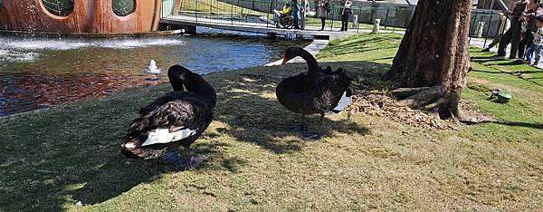 南投霧峰 九九峰動物樂園：名副其實的動物樂園/ 近距離觀賞鳥