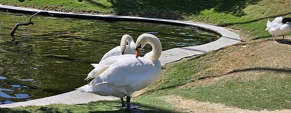 南投霧峰 九九峰動物樂園：名副其實的動物樂園/ 近距離觀賞鳥