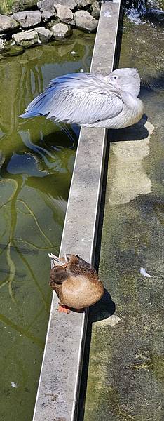 南投霧峰 九九峰動物樂園：名副其實的動物樂園/ 近距離觀賞鳥