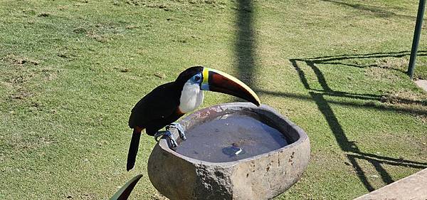 南投霧峰 九九峰動物樂園：名副其實的動物樂園/ 近距離觀賞鳥