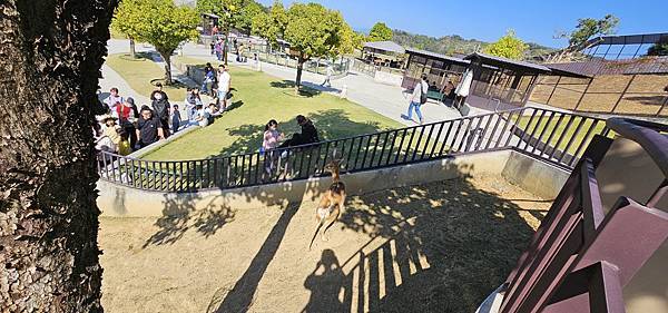 南投霧峰 九九峰動物樂園：名副其實的動物樂園/ 近距離觀賞鳥