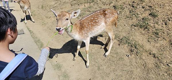 南投霧峰 九九峰動物樂園：名副其實的動物樂園/ 近距離觀賞鳥