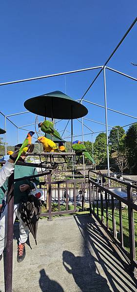 南投霧峰 九九峰動物樂園：名副其實的動物樂園/ 近距離觀賞鳥