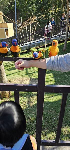 南投霧峰 九九峰動物樂園：名副其實的動物樂園/ 近距離觀賞鳥