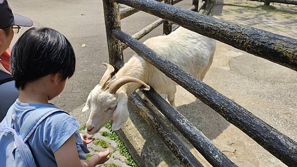 新竹 六福村六福莊：帶著5歲以下幼童遊玩心得/ 來去動物園住