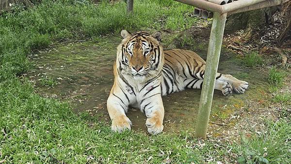 新竹 六福村六福莊：帶著5歲以下幼童遊玩心得/ 來去動物園住