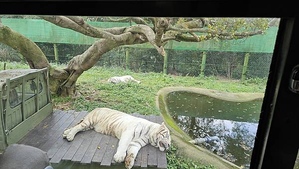 新竹 六福村六福莊：帶著5歲以下幼童遊玩心得/ 來去動物園住