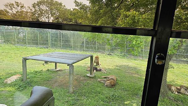 新竹 六福村六福莊：帶著5歲以下幼童遊玩心得/ 來去動物園住