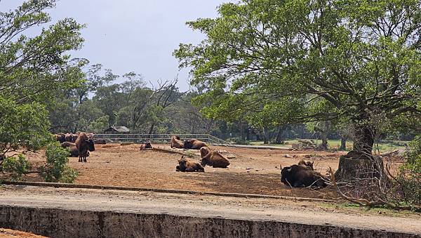 新竹 六福村六福莊：帶著5歲以下幼童遊玩心得/ 來去動物園住