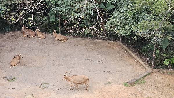 新竹 六福村六福莊：帶著5歲以下幼童遊玩心得/ 來去動物園住