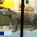 Natural history museum-leopard