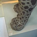 Natural history museum-paw