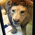 Natural history museum-lion!!!