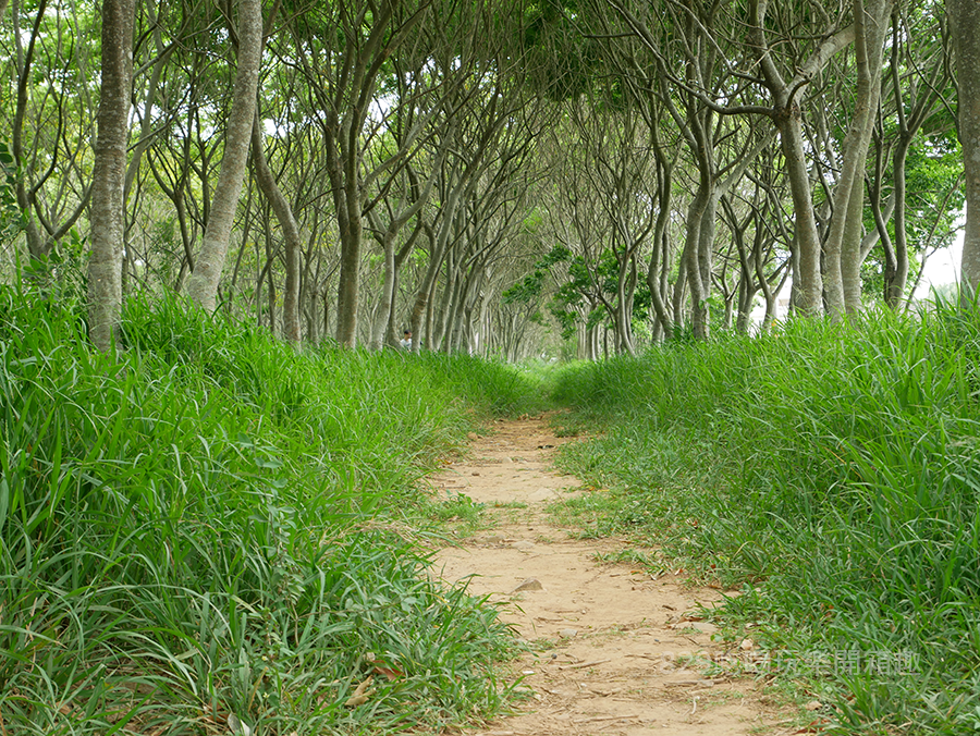 台中后里區龍貓隧道 無患子森林free.png