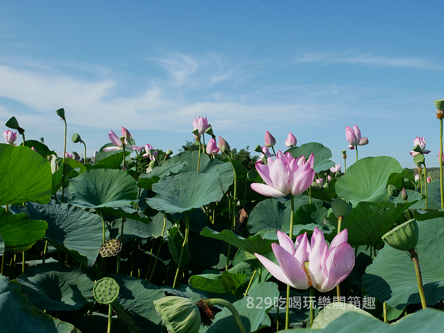 台中清水趙家古厝荷花拍照 (6).png