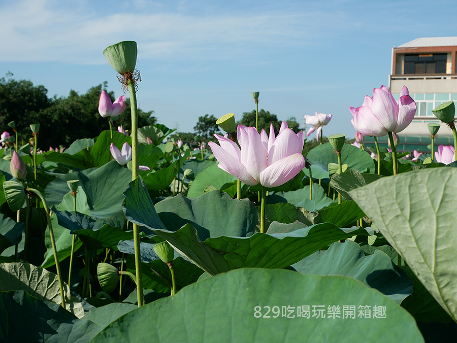 台中清水趙家古厝荷花拍照 (4).png