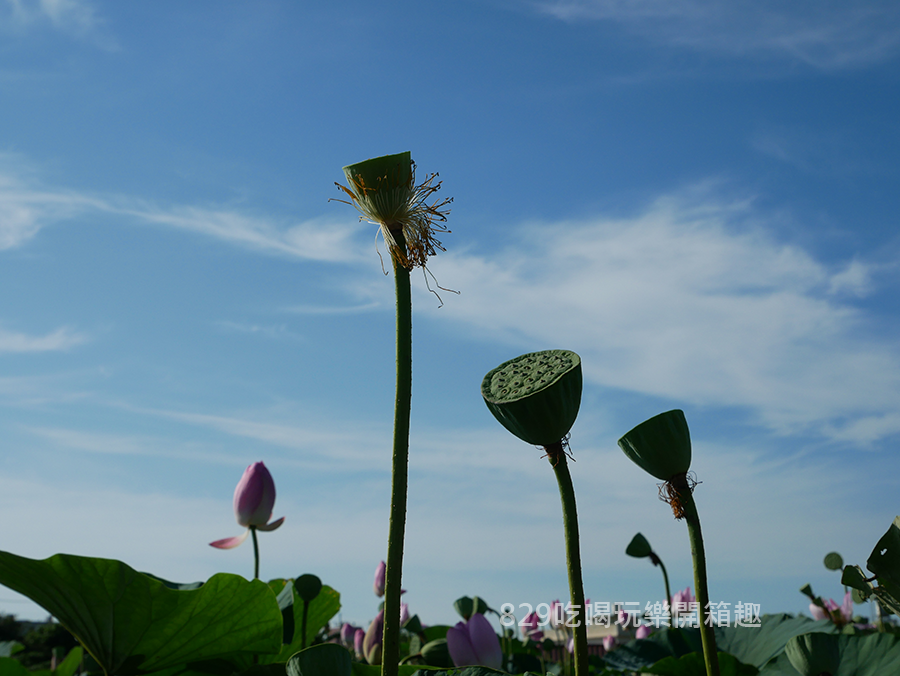 台中清水趙家古厝荷花拍照 (12).png